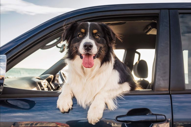 dog in a car