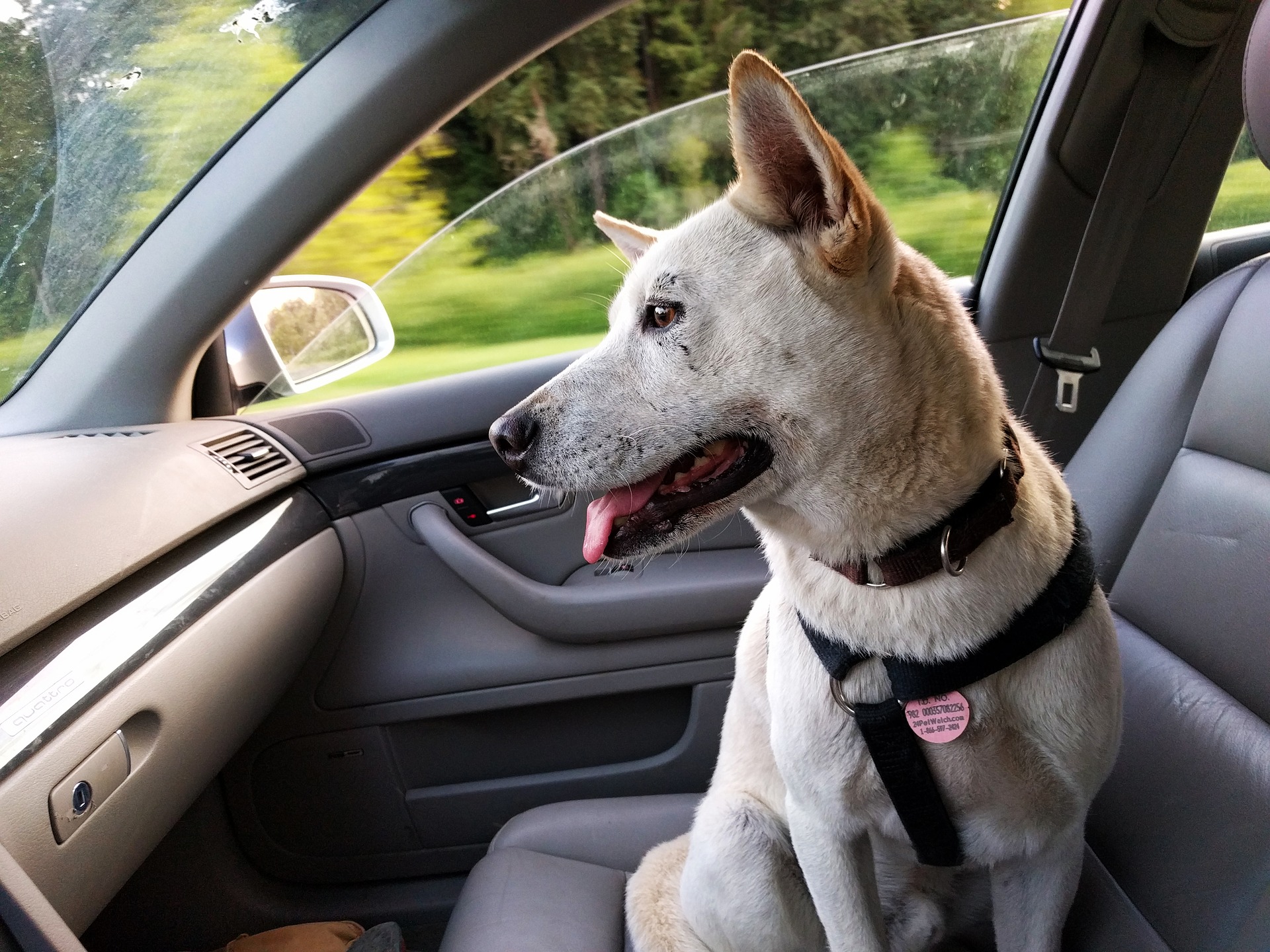 dog in a car