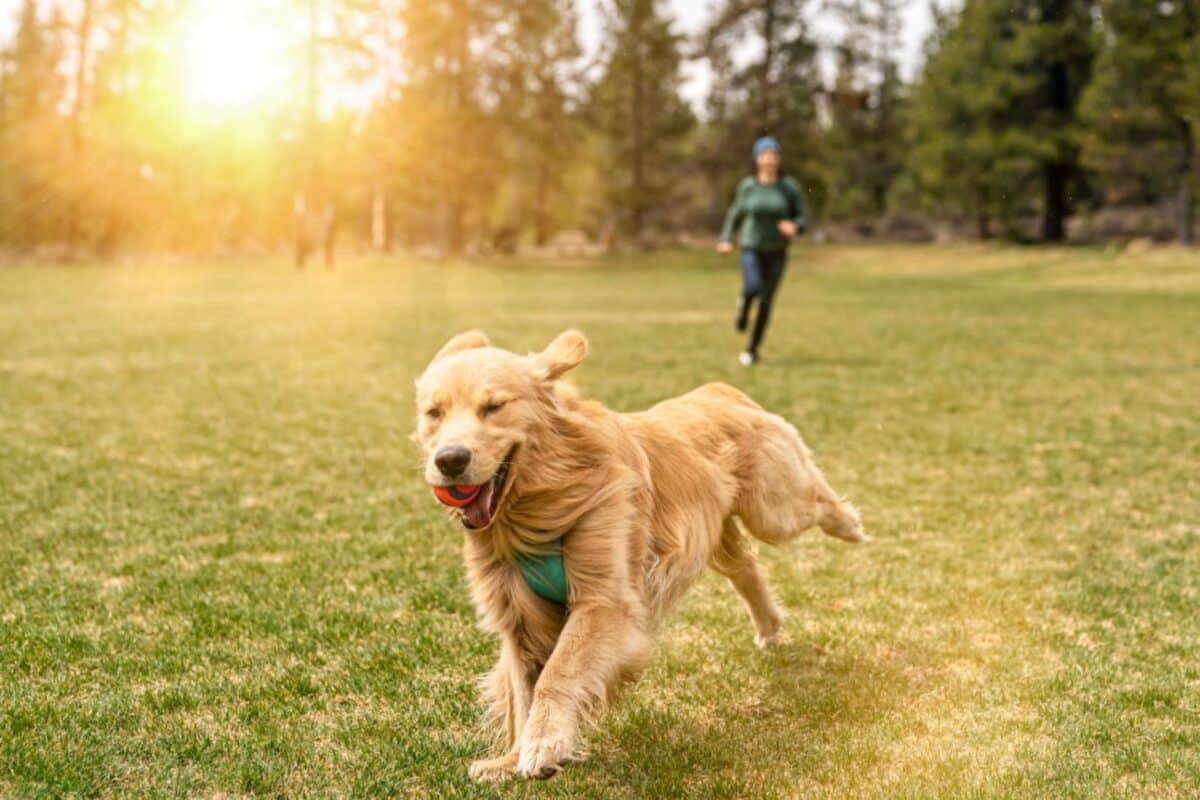 dog running