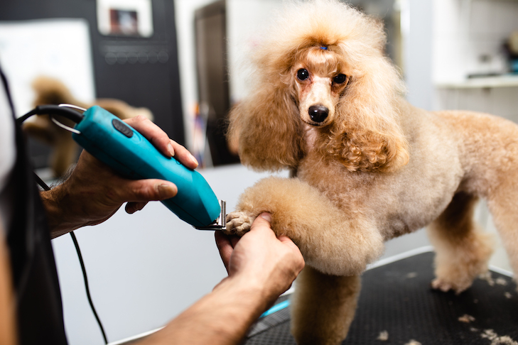 dogs nails getting clipped