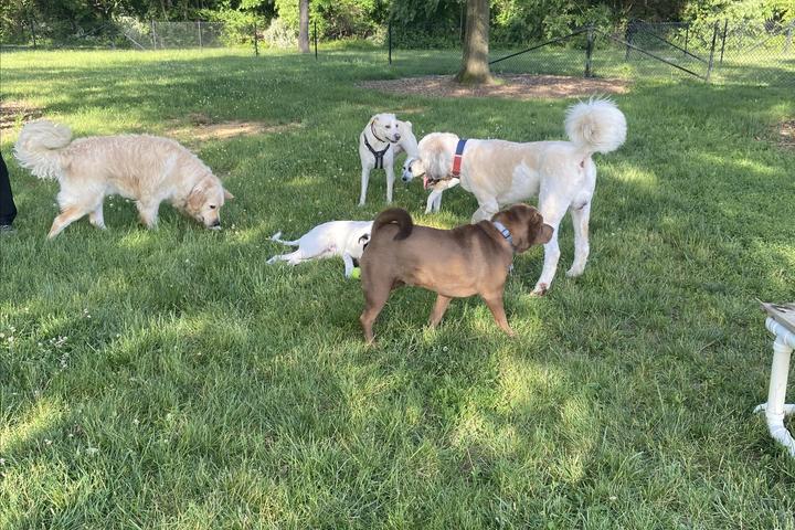 dogs hanging out