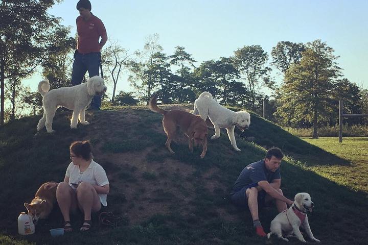 dogs on a hill with owners