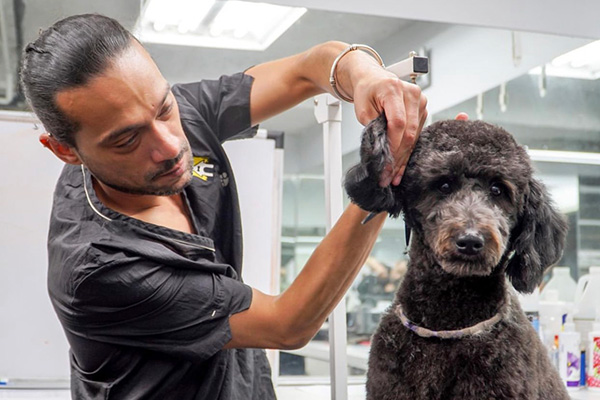 dog getting fur clipped