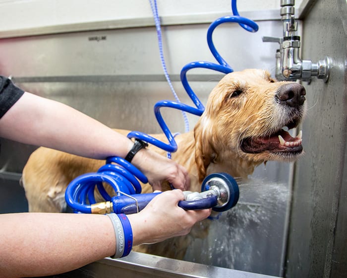 dog being washed