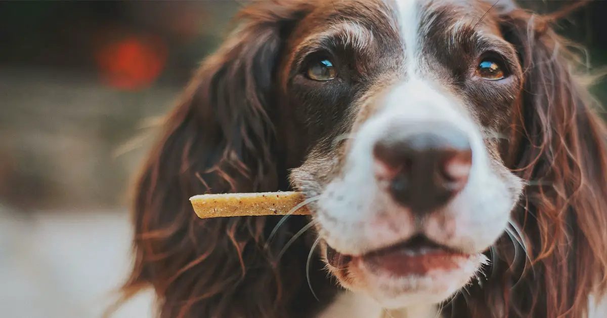 dog eating treat