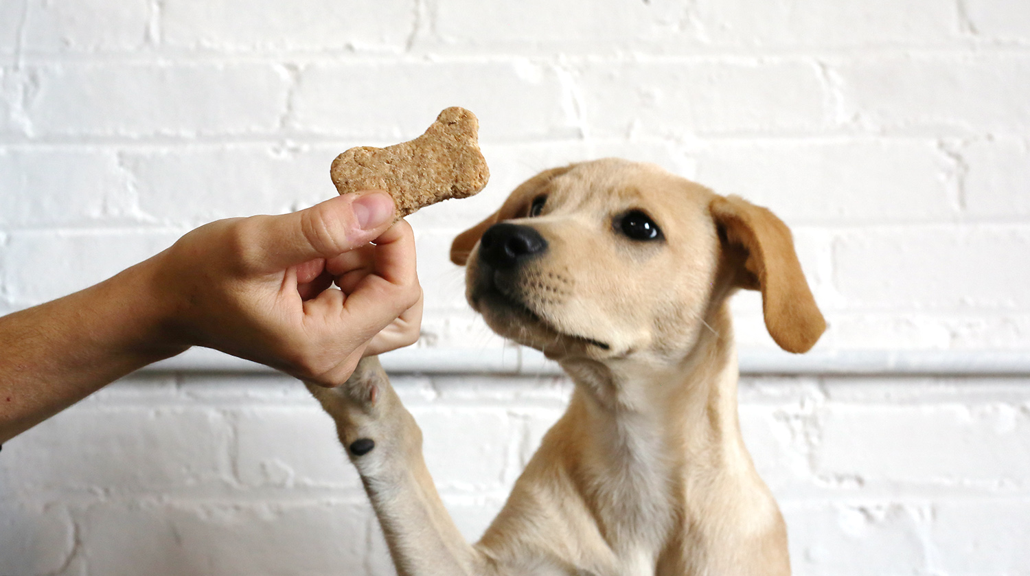 dog begging for treat