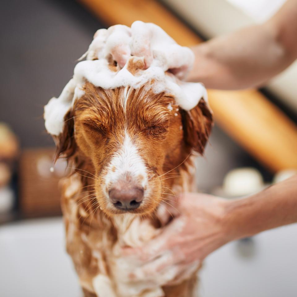 dog being cleaned