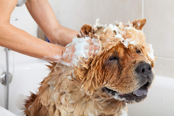 dog being washed