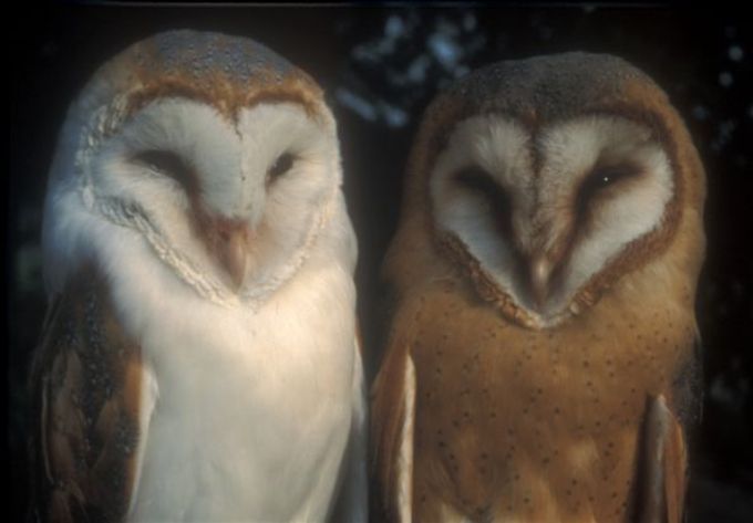 a light colored barn owl and a dark colored barn owl sitting together
