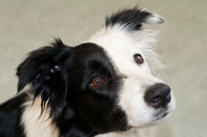 Shane_Barlow_Pet_Collie