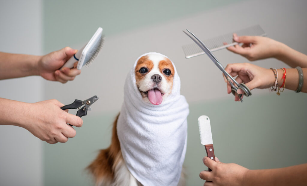 Dog groom