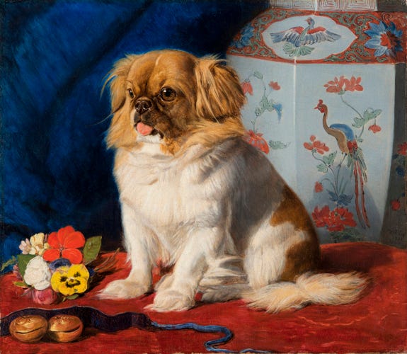 Dee_Ramos_Pet_Tibetan_Spaniel