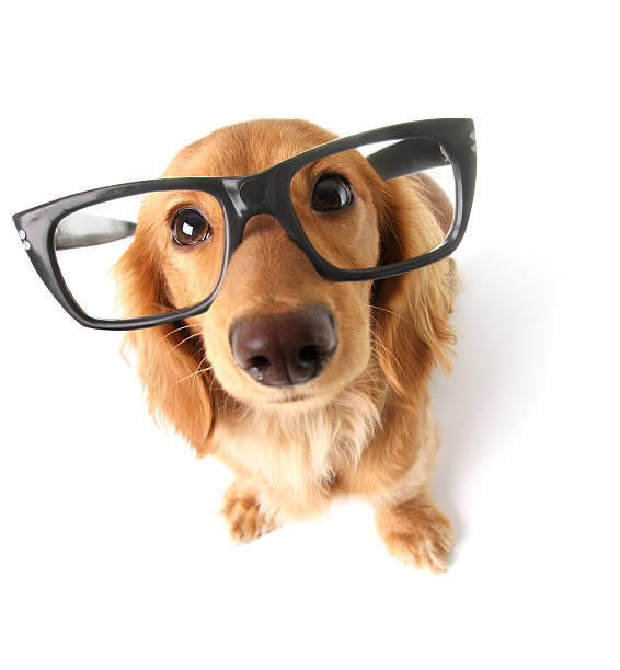 dog with glasses