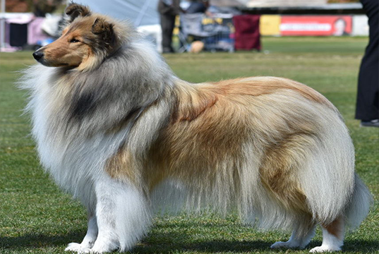 collie