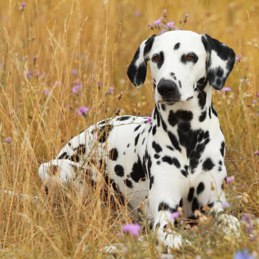 Dalmatian