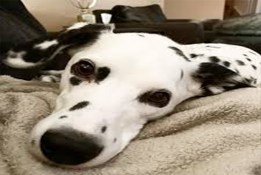 dalmatian