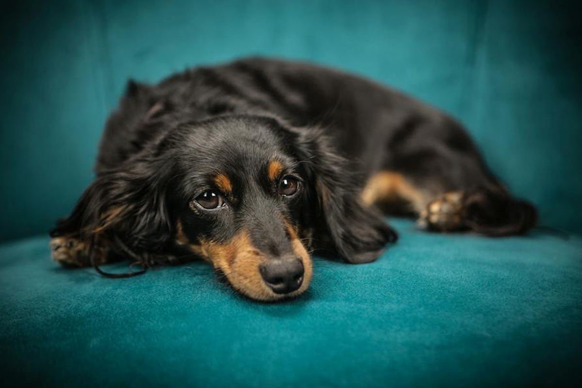 dog1