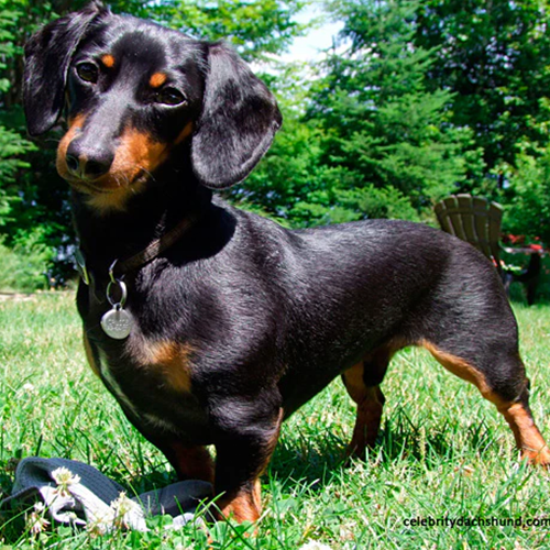 Dauschund