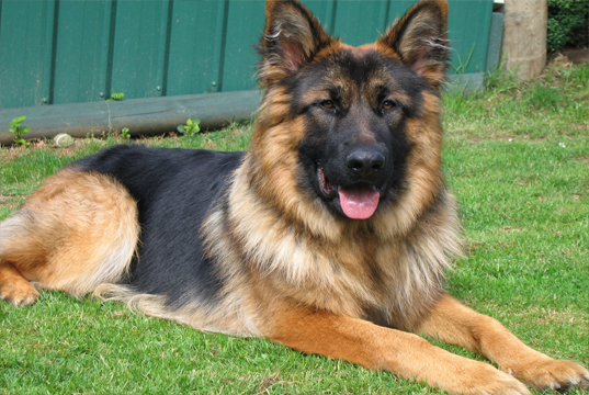 german sheperd