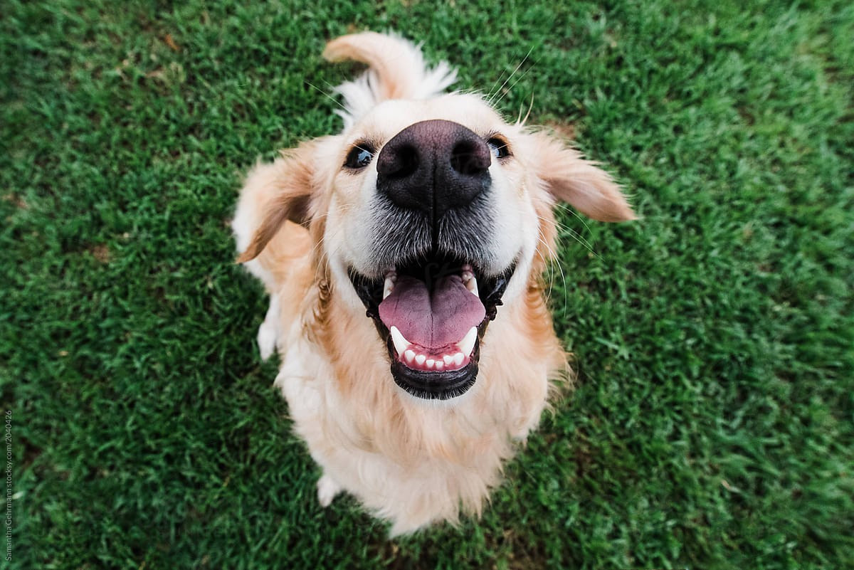 dog2