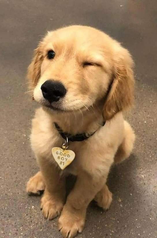 winking dog