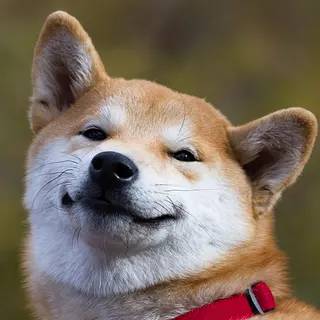 Shiba