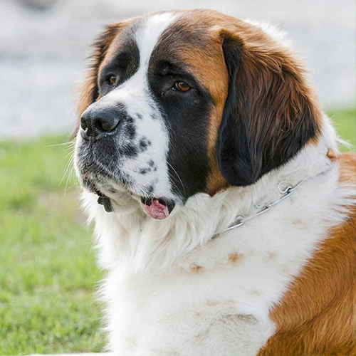 St. Bernard