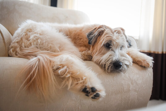 wheaten terrier