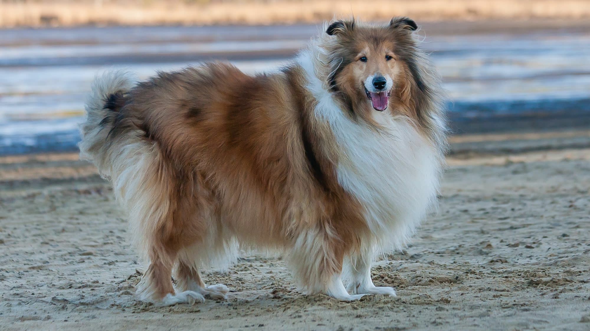Collie Dog On Beach