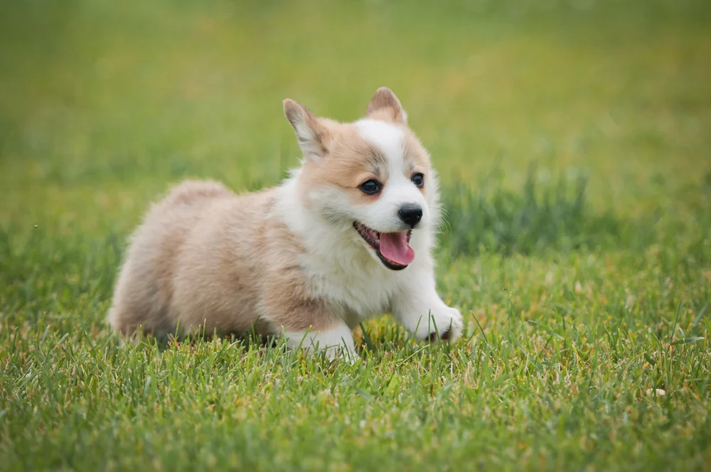 Happy Corgi On Field