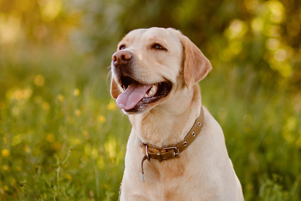 dog that is happy
