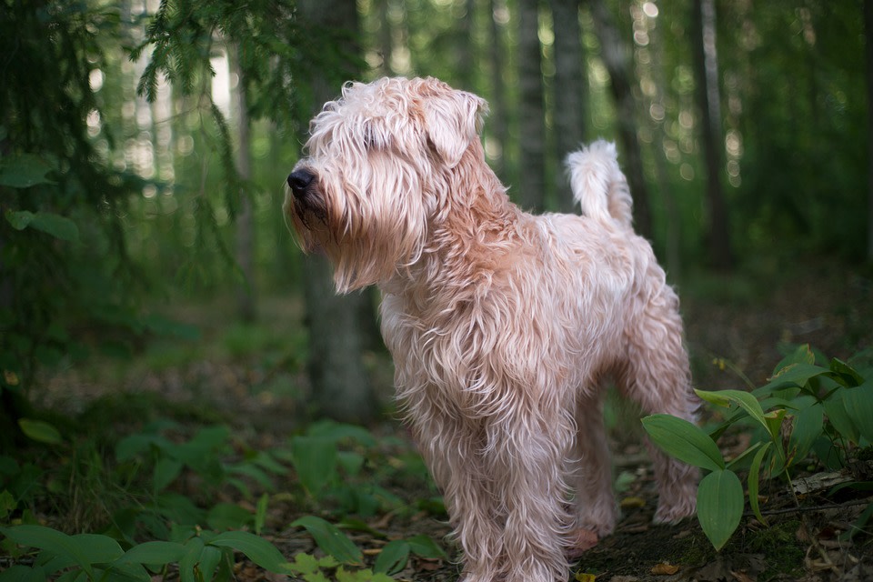 Wheaten Terrier