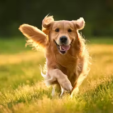 Dog running through a field