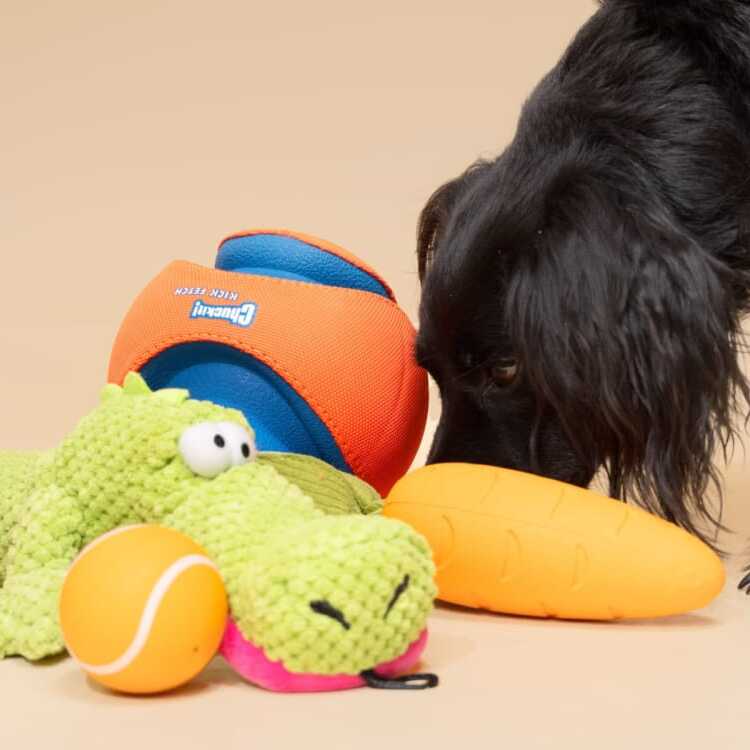 dog modeling next to a bunch of dog toys