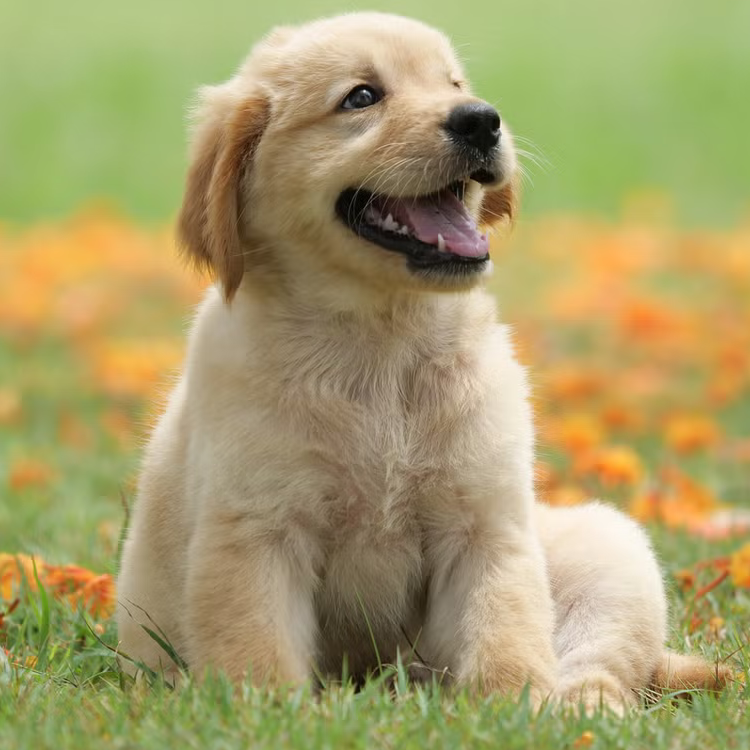 Dog sitting in a field