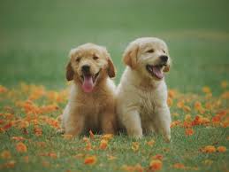 dog1