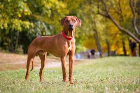 dog5