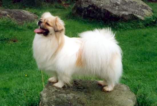 Sam the Tibetan Spaniel