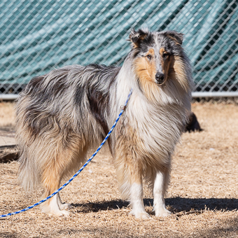 Felicity the Collie