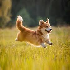 Bubba the Corgi