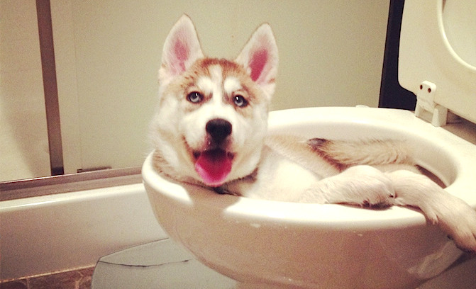 toilet