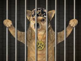 jails