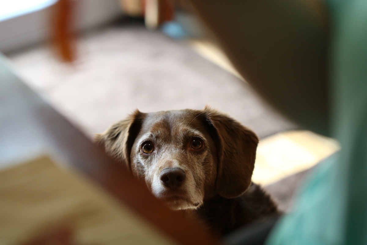 Don't-Make-Me-Beg Biscuit