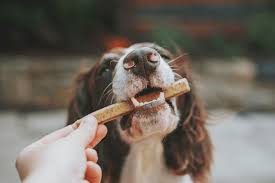 Happy dog enjoying treats