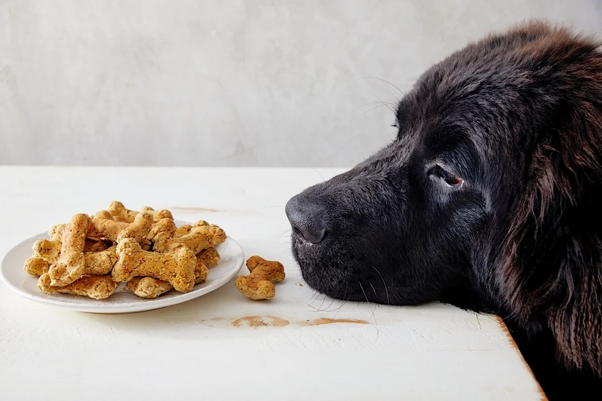 Dog Treats