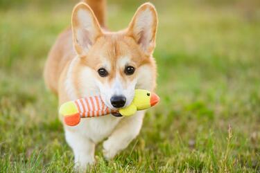Happy Dog #1