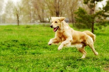 Happy Dog #2