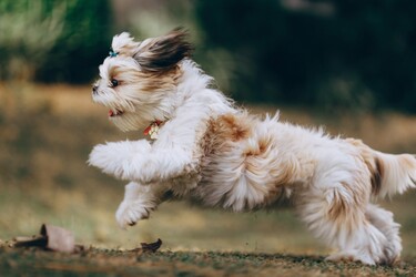 Happy Dog #3