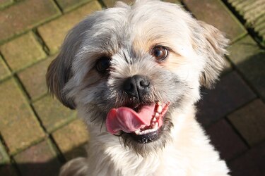 Happy Dog #4