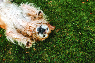 Happy dog 6